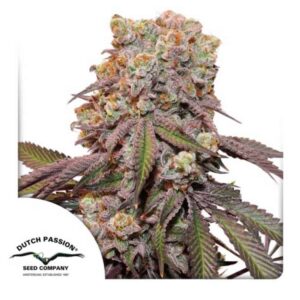 Candy Bubatz XL Auto