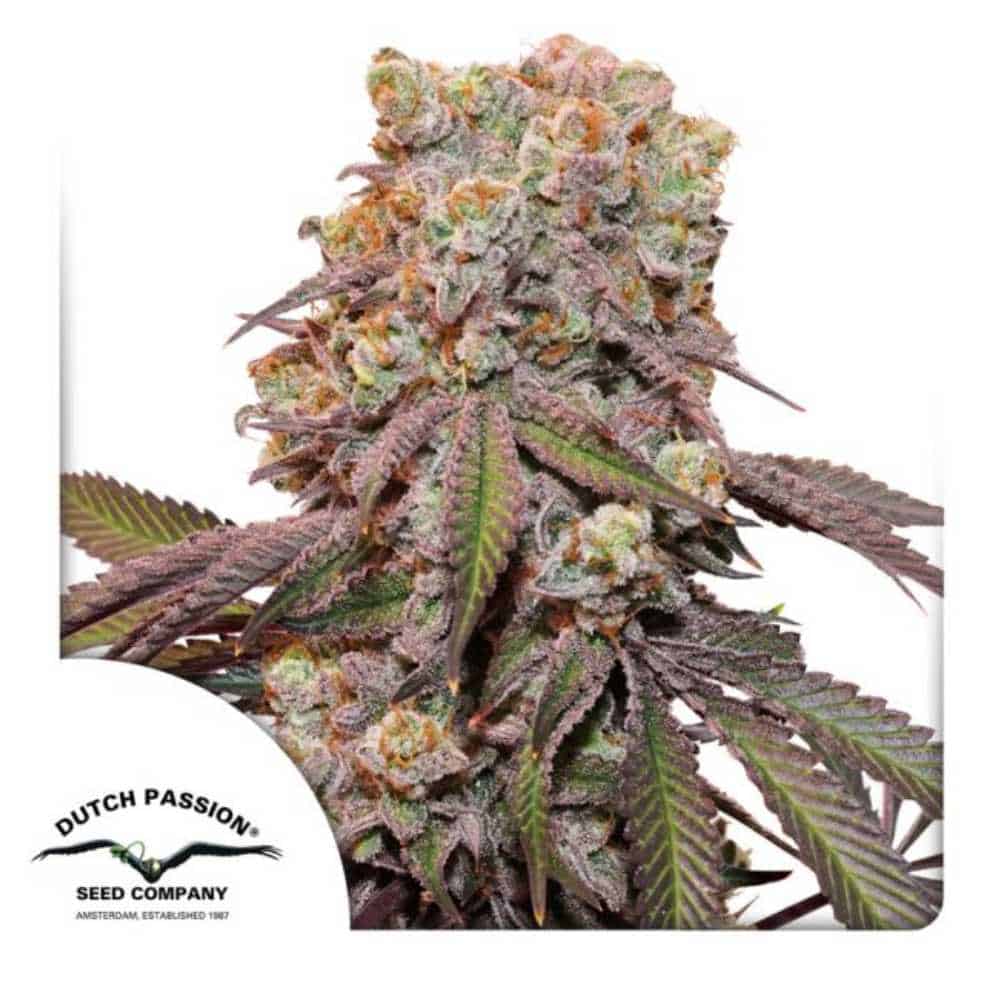 Candy Bubatz XL Auto