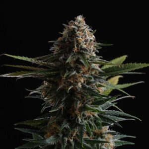 candy-cream-go-fast Candy Cream Go Fast