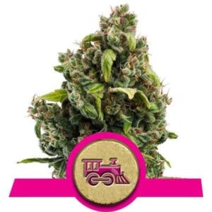 Candy Kush Express (Fast Flowering)