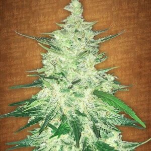 CBD Auto 1:1 (CBD Crack)