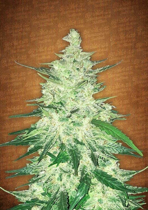 CBD Auto 1:1 (CBD Crack)