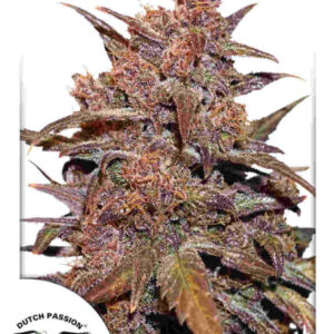 CBD Auto Blackberry Kush