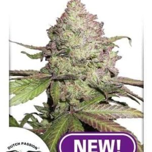 CBD Auto Charlotte’s Angel