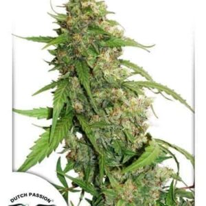 CBD Auto Compassion Lime