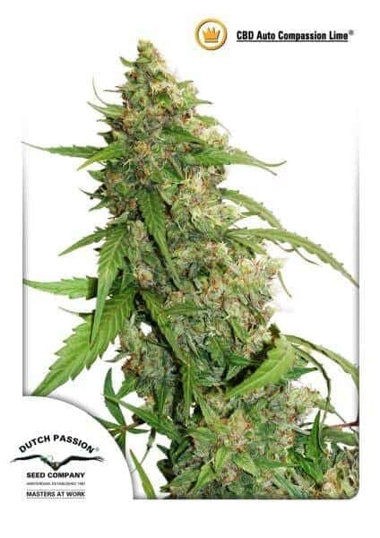 CBD Auto Compassion Lime