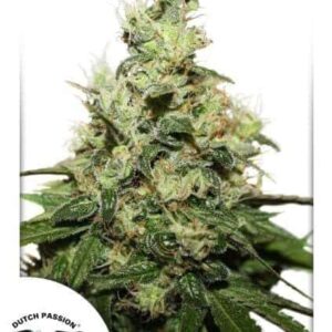 CBD Kush