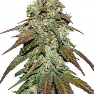 CBD Mazar