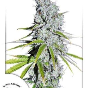 cbd-skunk-haze CBD Skunk Haze