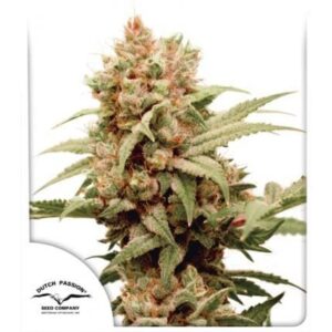 cbg-force CBG-Force