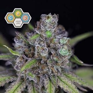 CBG Relief Auto
