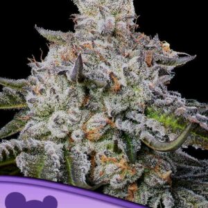 Chaos Cake Auto
