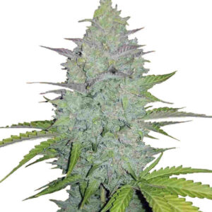 Cheese Auto