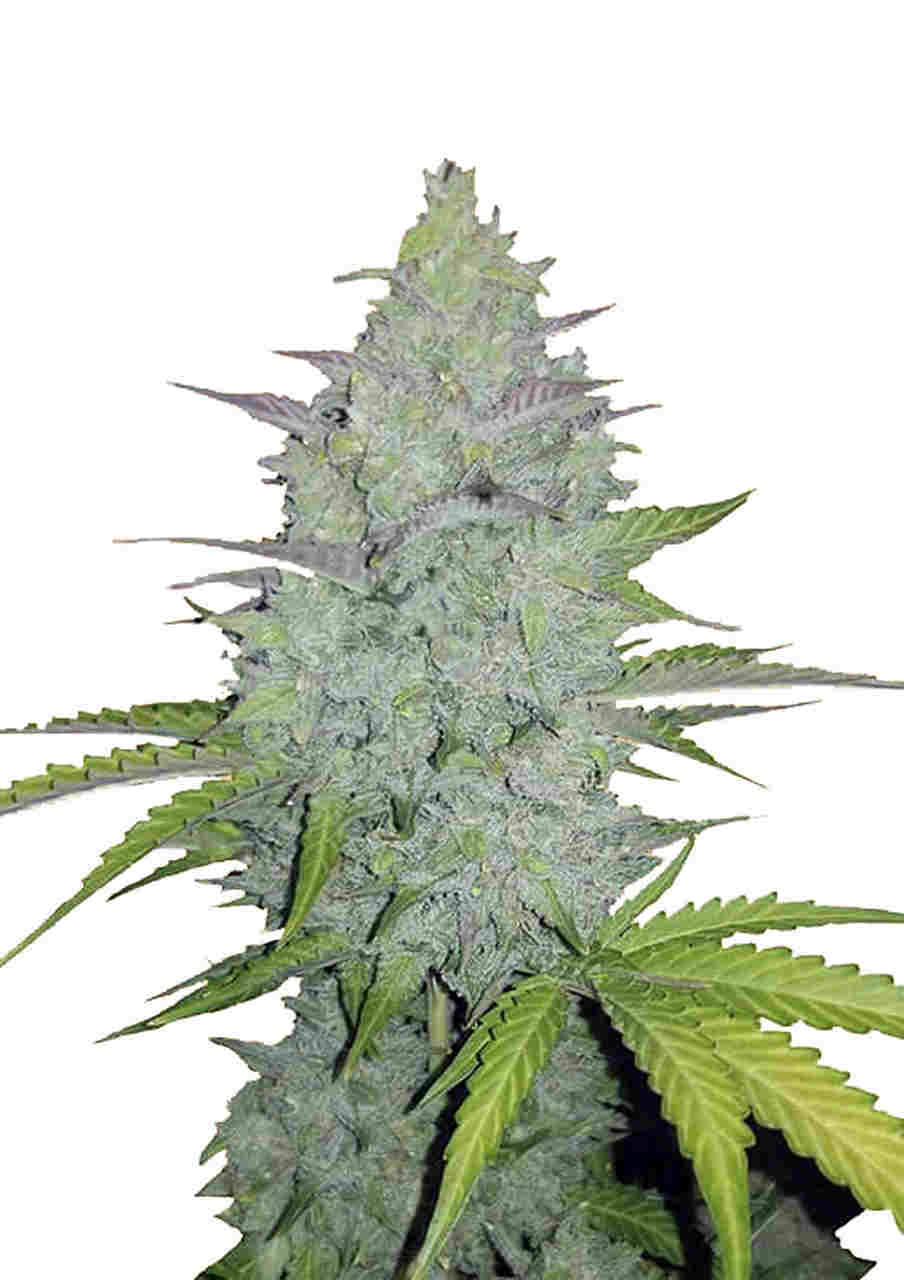 Cheese Auto