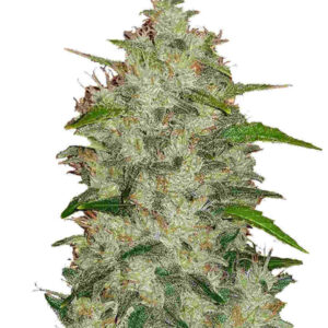 Chemdawg Auto