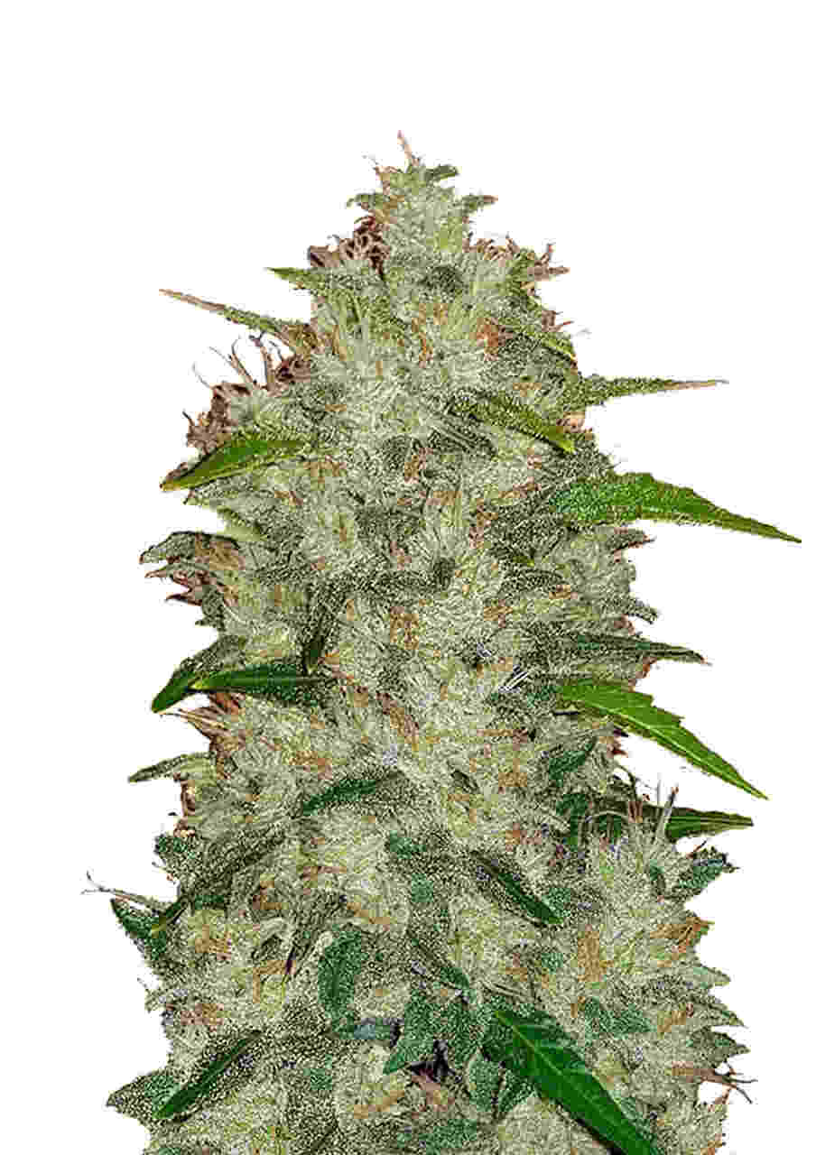 Chemdawg Auto