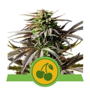 Cherry Pie Auto