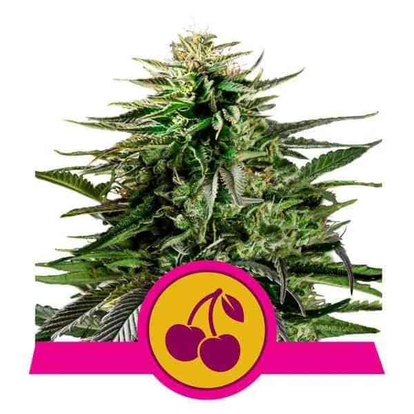Cherry Pie