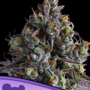 Coco Jambo