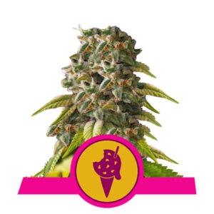 Cookies Gelato