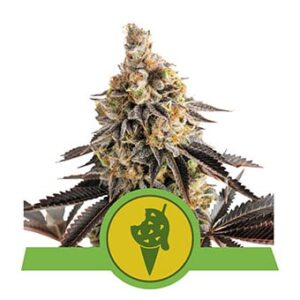 Cookies Gelato Automatic