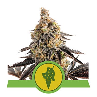Cookies Gelato Automatic