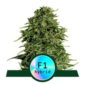 Cosmos F1 Auto