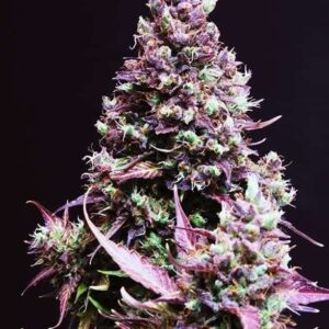 Cream Caramel Auto