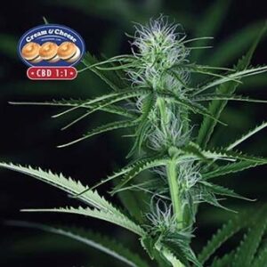 Cream & Cheese CBD 1:1