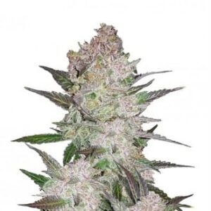 Cream Cookies Auto