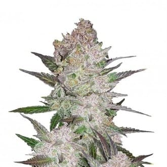 Cream Cookies Auto
