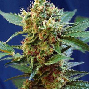 Cream Mandarine XL Auto