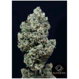 Critical + 2.0 Auto