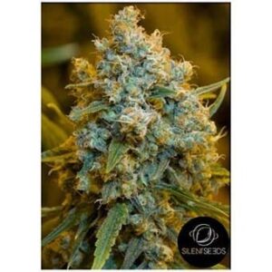 Critical Jack