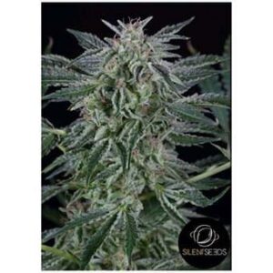 Critical Jack Auto