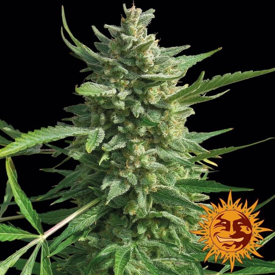 Critical Kush Barney’s Farm