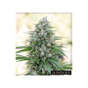 Critical Mango