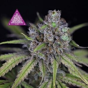 Critical Purple Kush