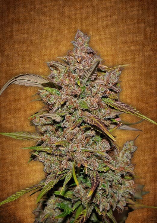 Crystal Meth Auto