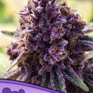 Dankberry