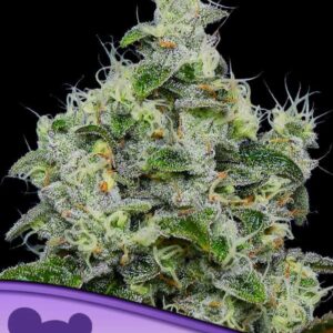 Dankberry Auto