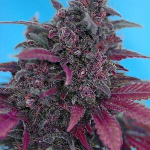 Dark Devil Auto