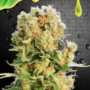 diesel-glue Diesel Glue
