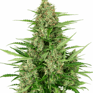 Double Kush Cake Auto