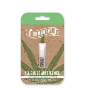 dream-queen-auto Dream Queen Auto