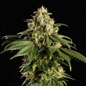 dream-sherbet Dream Sherbet