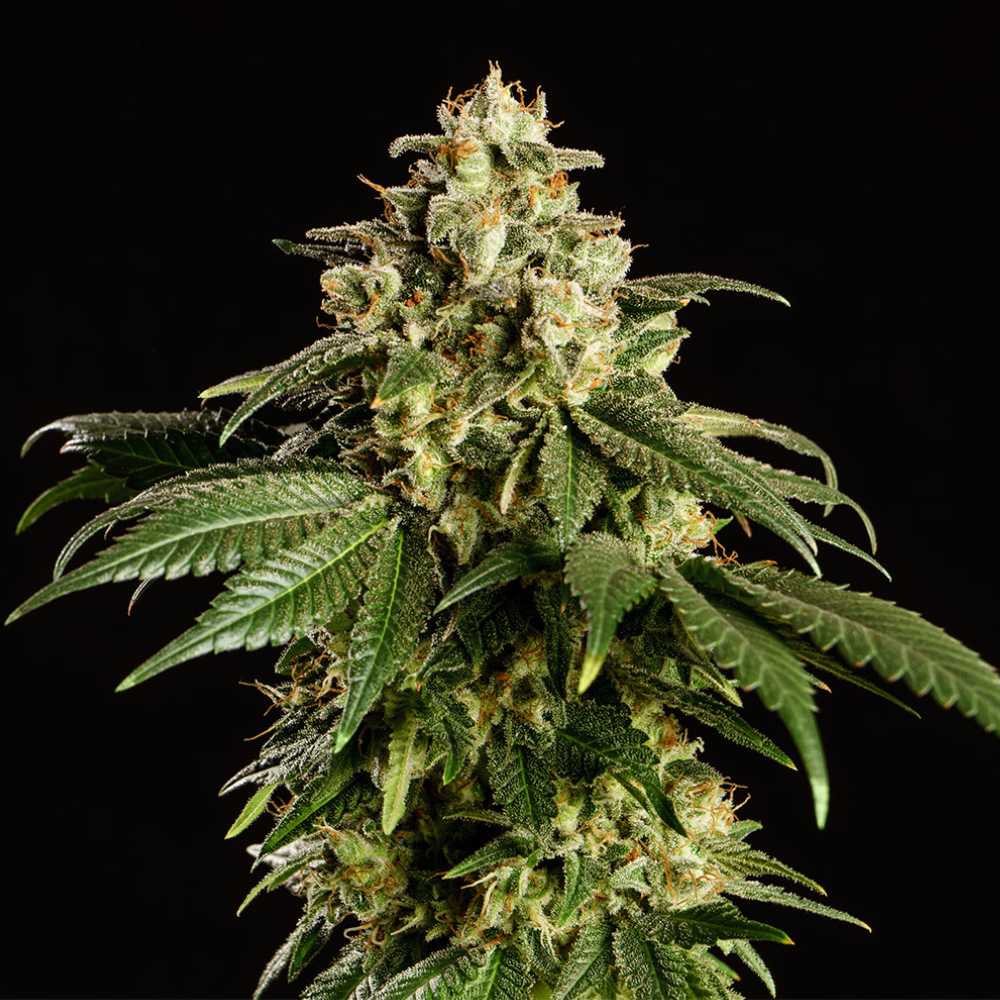 Dream Sherbet