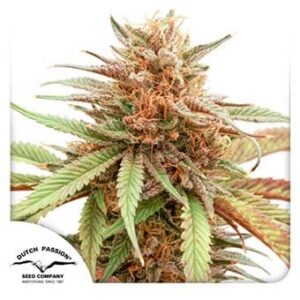 Durban Dew