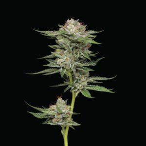 Durban Poison Auto