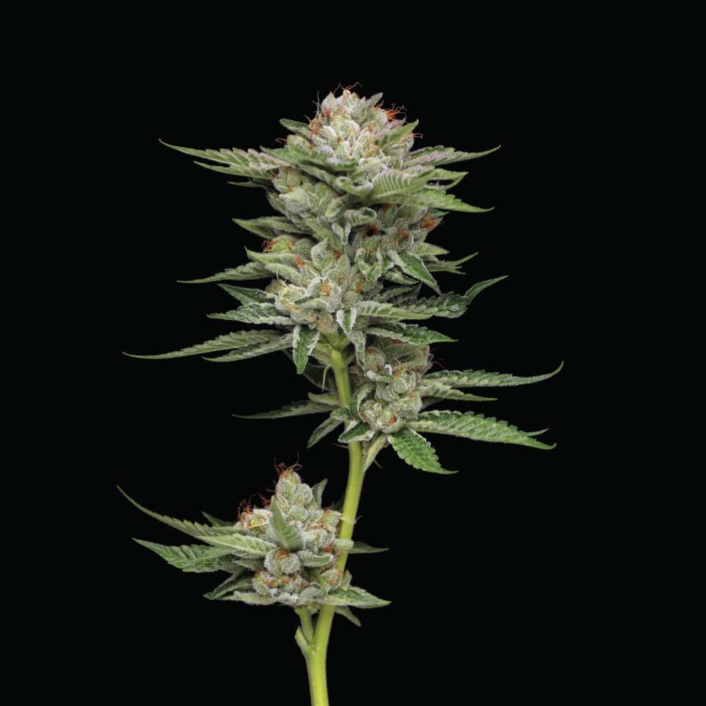 Durban Poison Auto